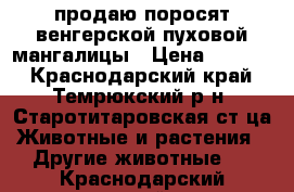 продаю поросят венгерской пуховой мангалицы › Цена ­ 5 500 - Краснодарский край, Темрюкский р-н, Старотитаровская ст-ца Животные и растения » Другие животные   . Краснодарский край